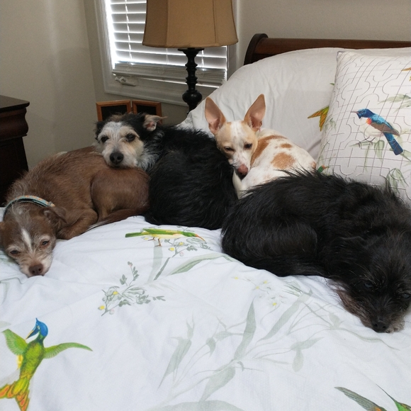 Foster dogs! - Picture 11 of 16